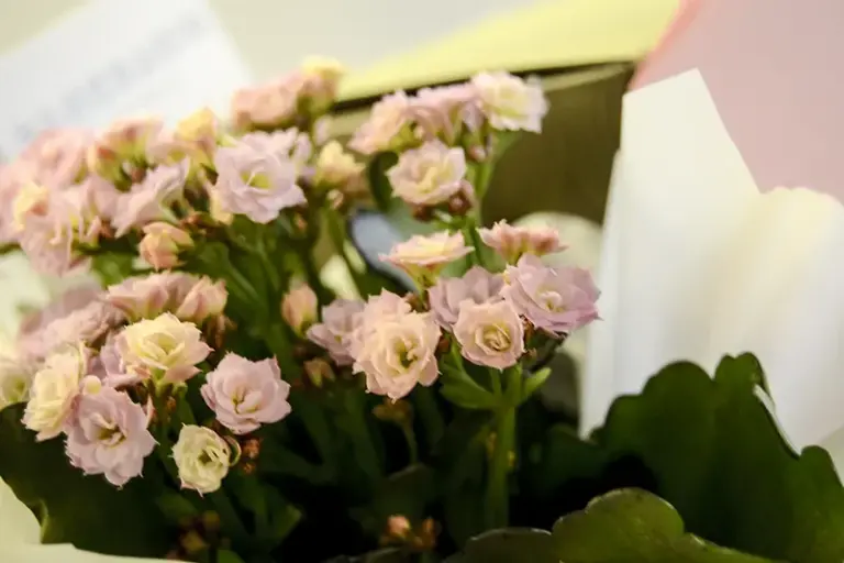 Planta Kalanchoe rosa incluida en un regalo personalizado para bodas de plata
